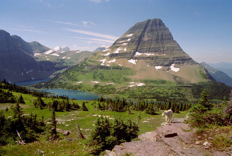 Mountain Goat on Cliff — Green, Serene, Summer