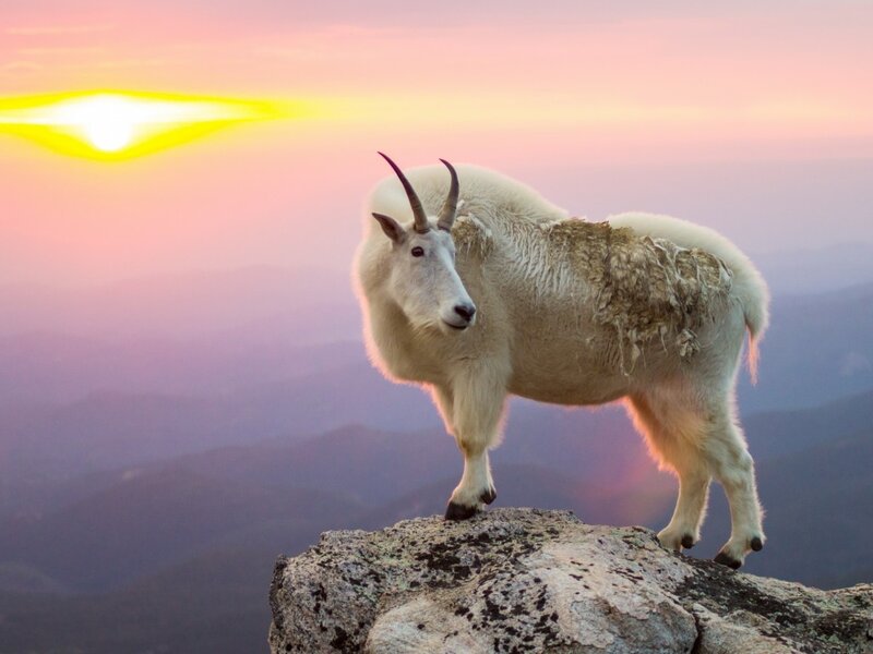 Mountain Goat on Rock — Pink