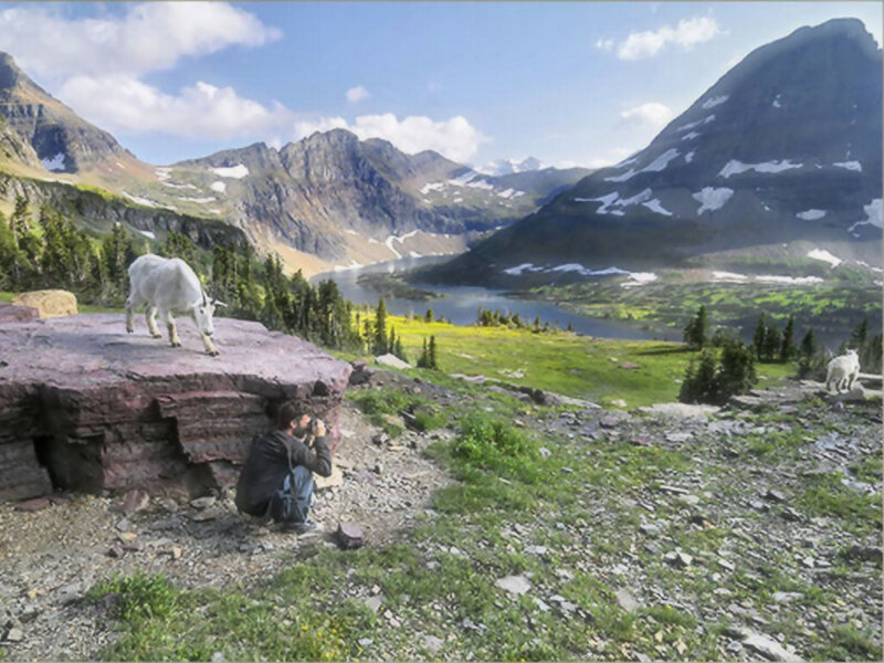 Mountain Goat on Rock