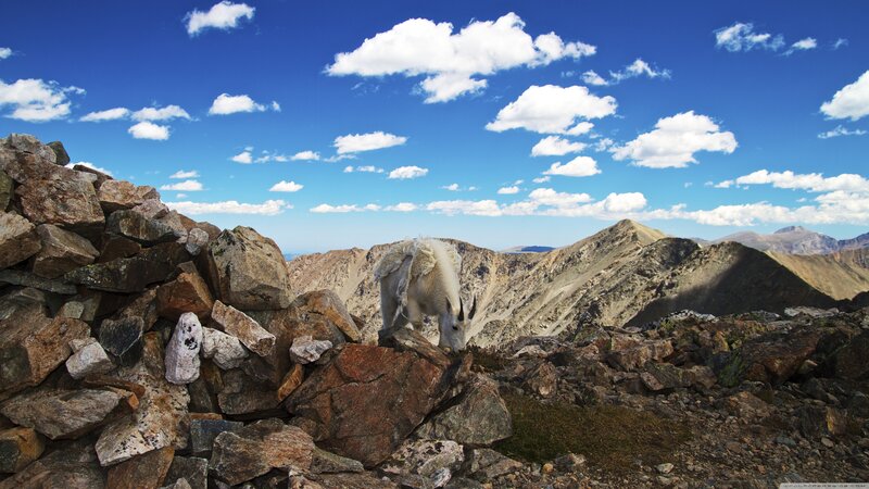 Mountain Goat on Rocks
