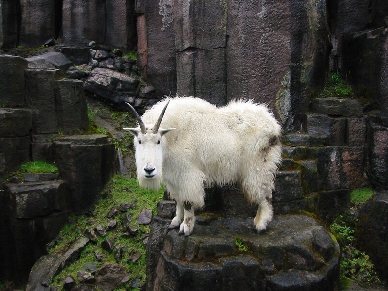 Mountain goat on rocky cliff