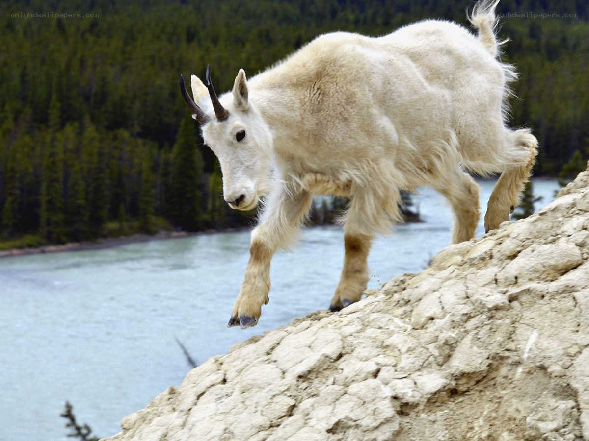 Mountain goat on rocky cliff
