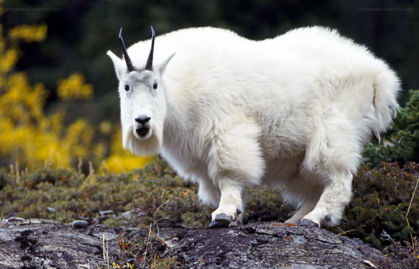 Mountain goat on rocky terrain