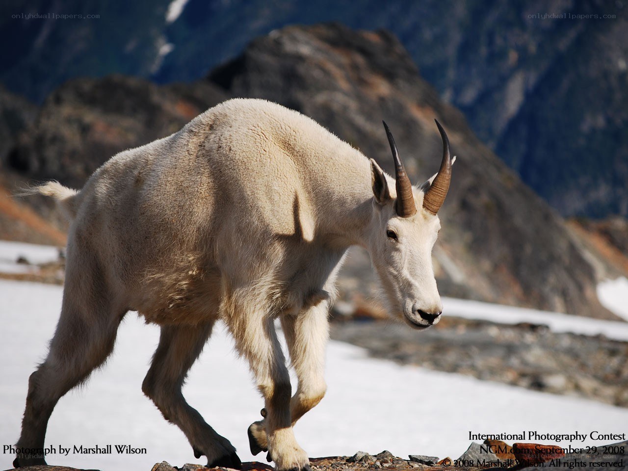 Mountain goat on snowy terrain