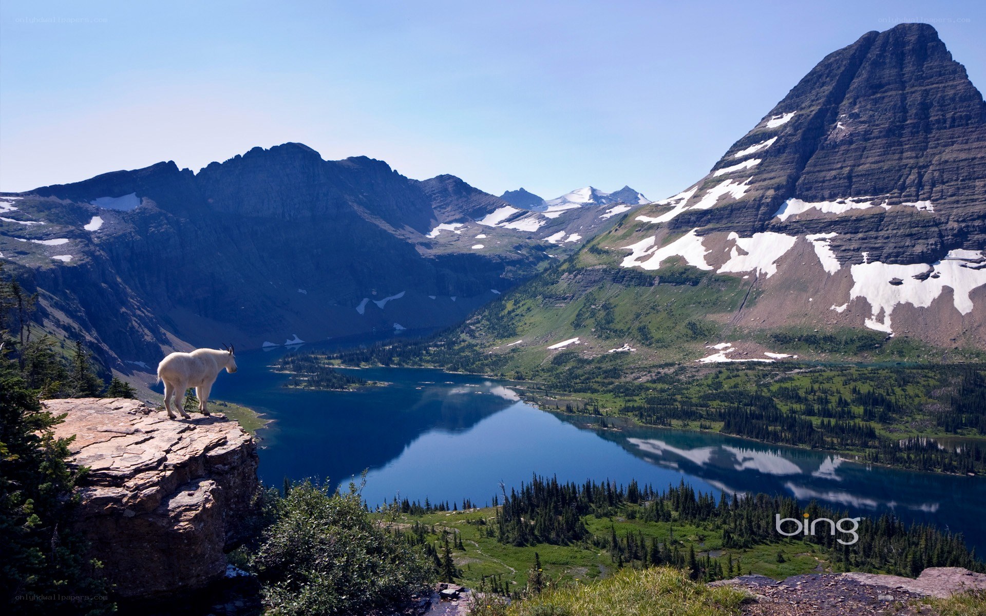 Mountain goat overlooking a lake