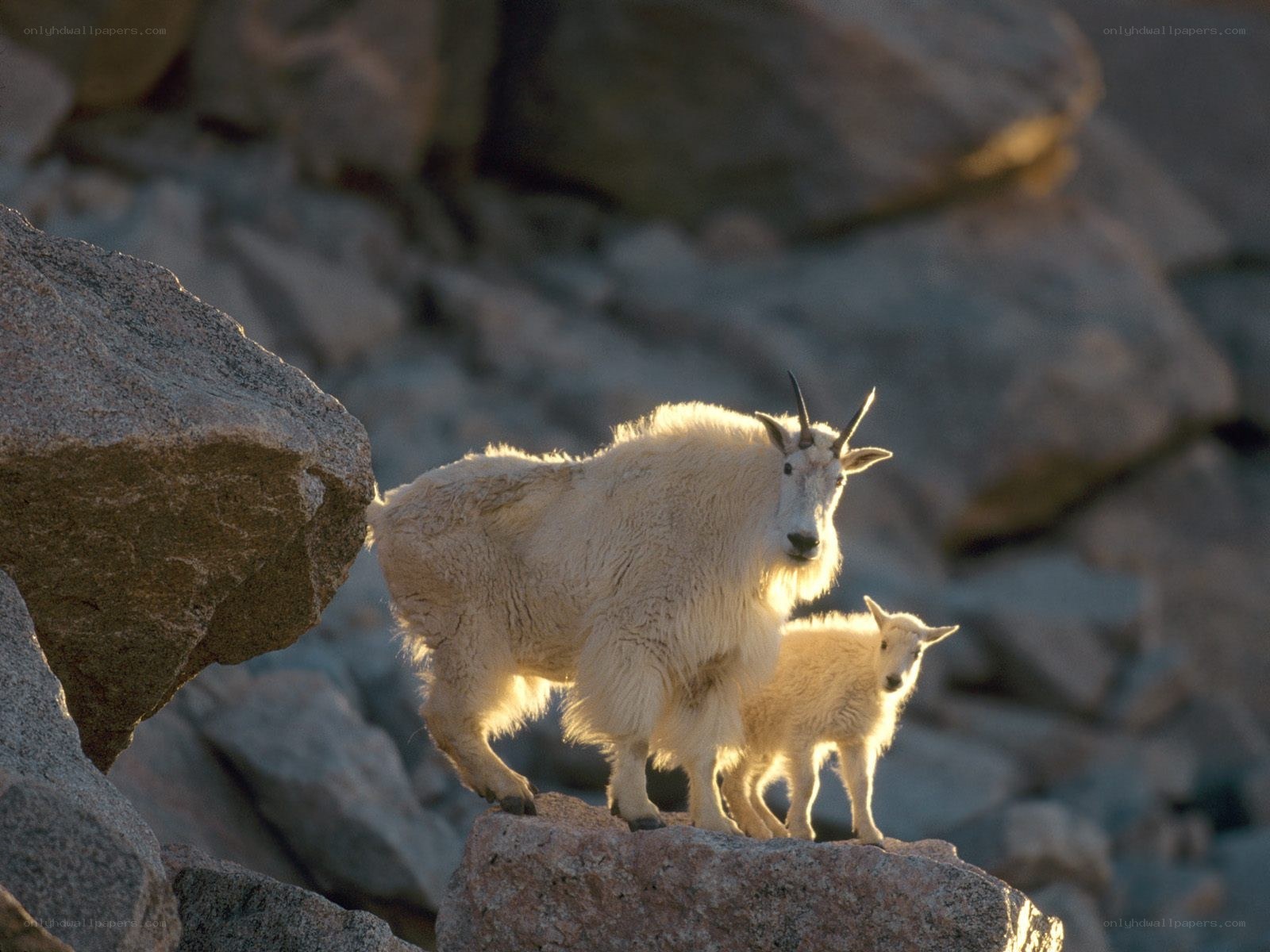 Mountain goat with kid on rocks