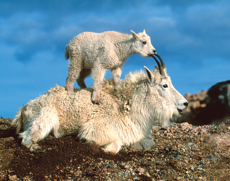 Mountain goat with kid