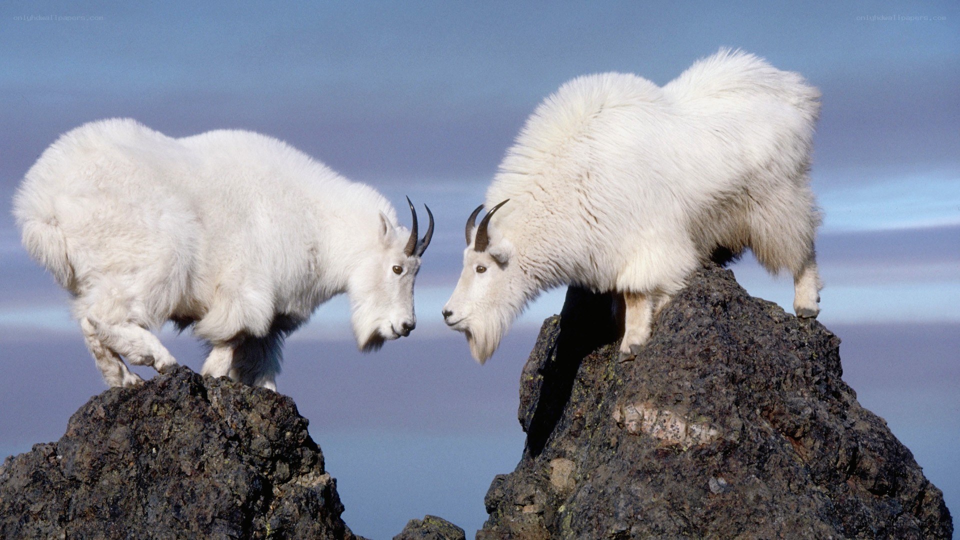 Mountain goats confronting on rocks