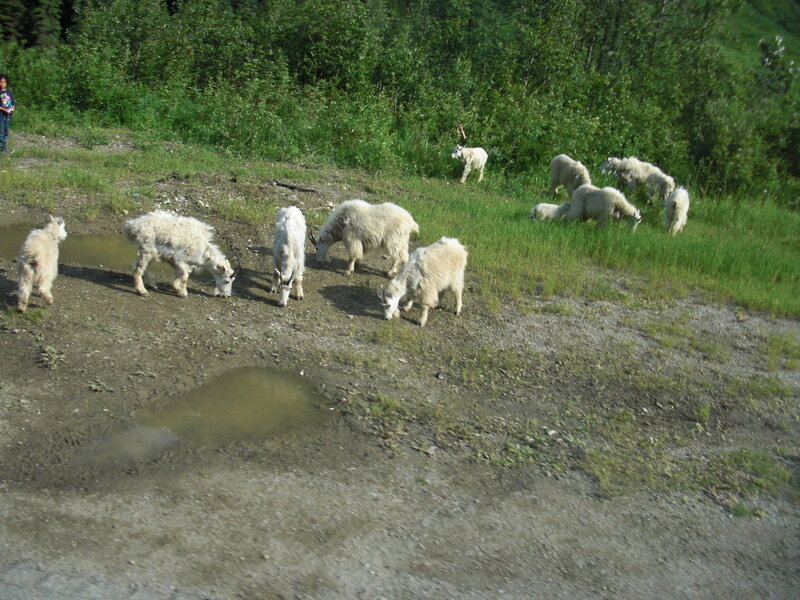 Mountain Goats Grazing