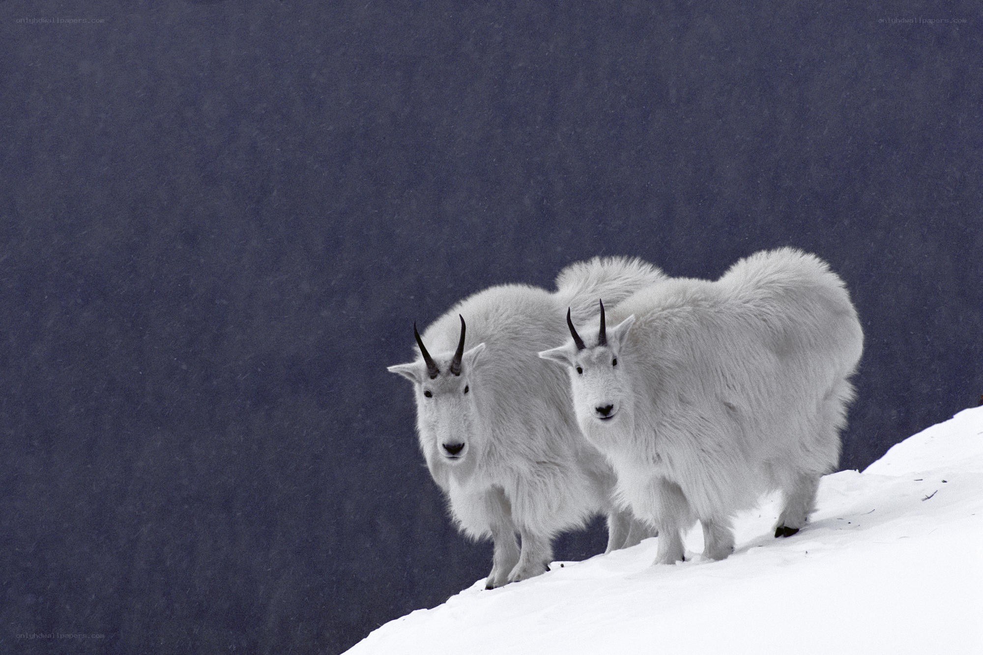Mountain goats in snow