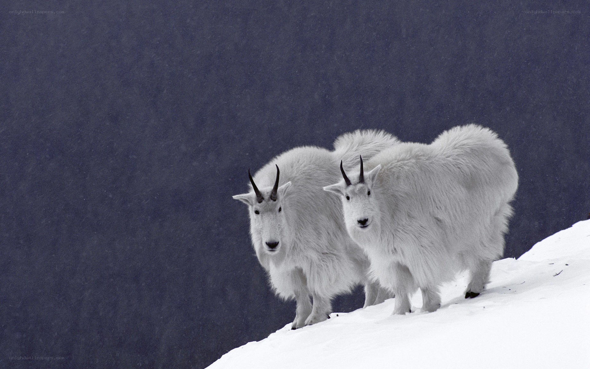 Mountain goats in snow