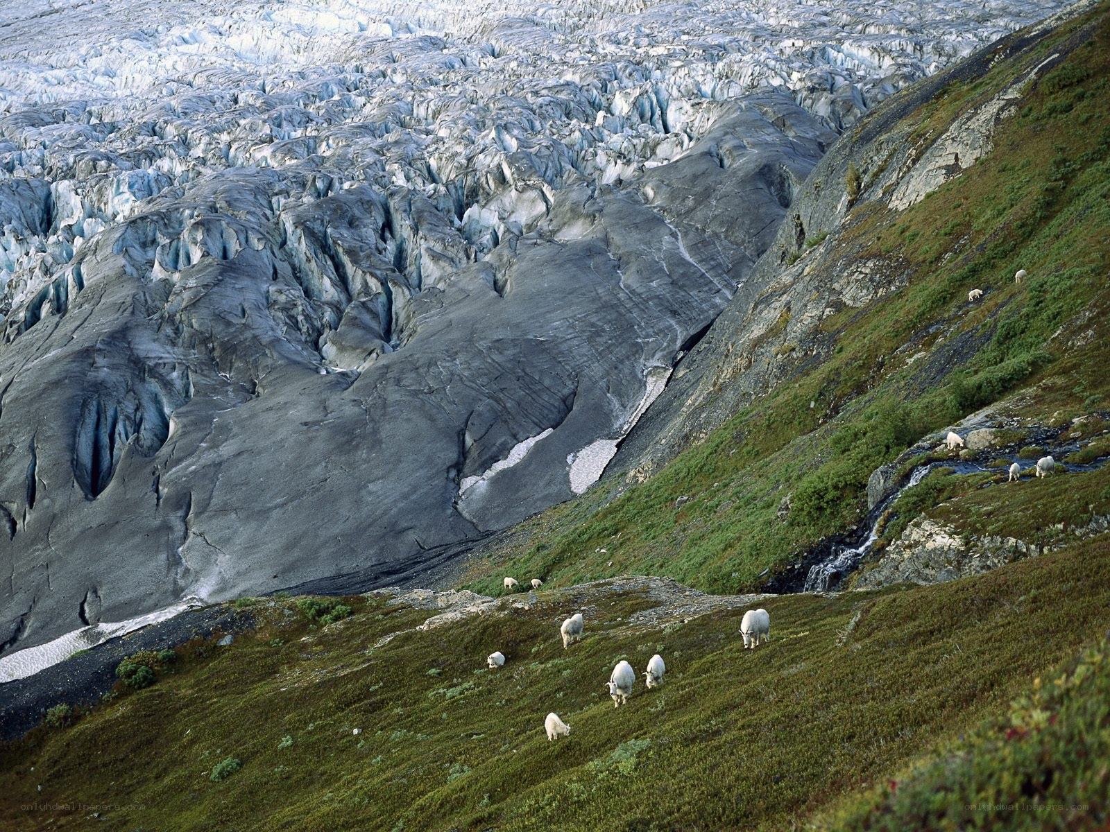 Mountain goats near a glacier