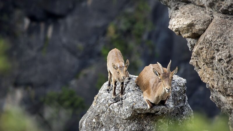 Mountain goats on a rocky outcrop