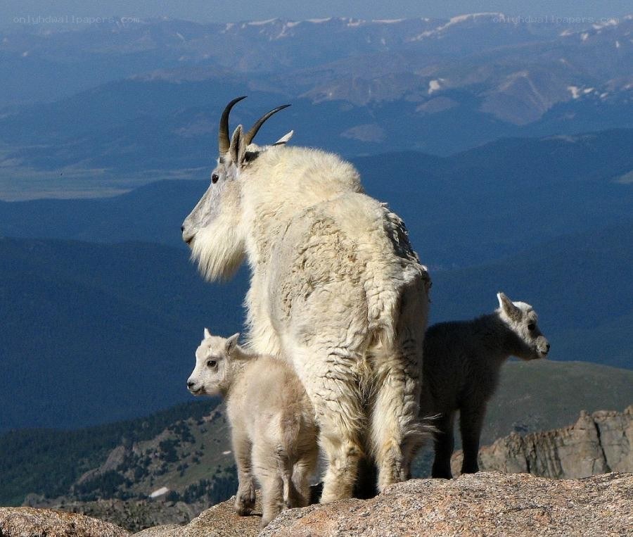 Mountain goats on a rocky peak