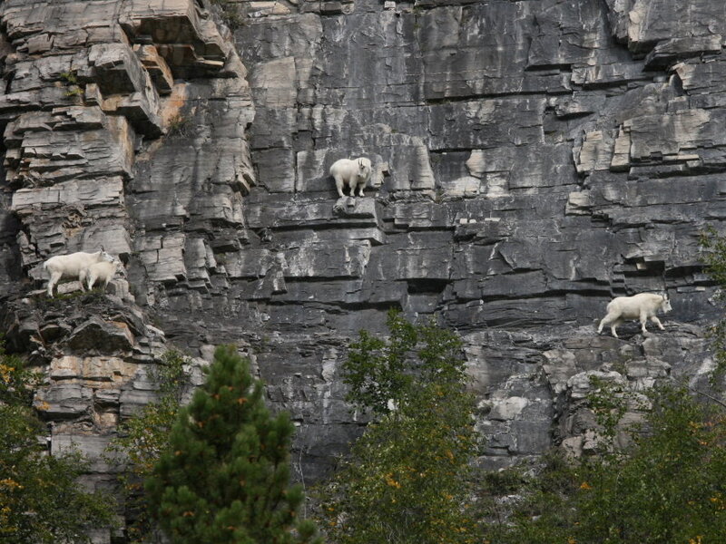 Mountain Goats on Cliff