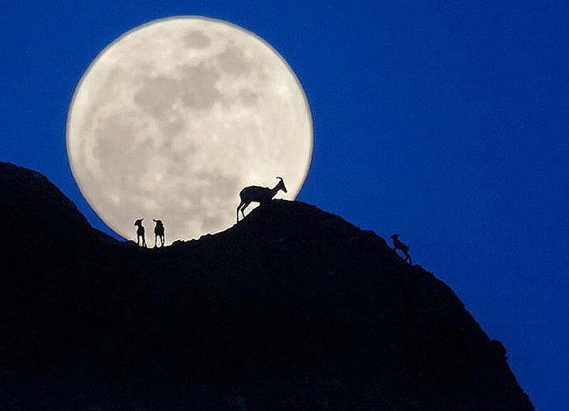 Mountain Goats on Ridge