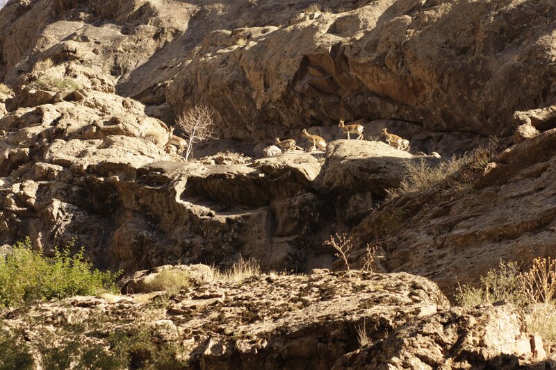 Mountain Goats on Rocks