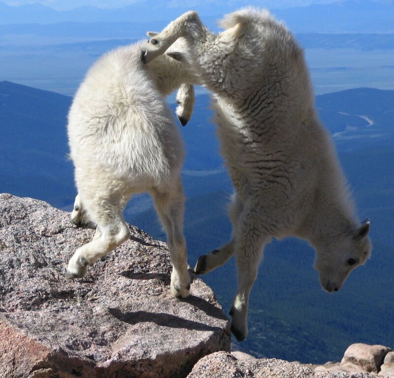 Mountain goats play-fighting