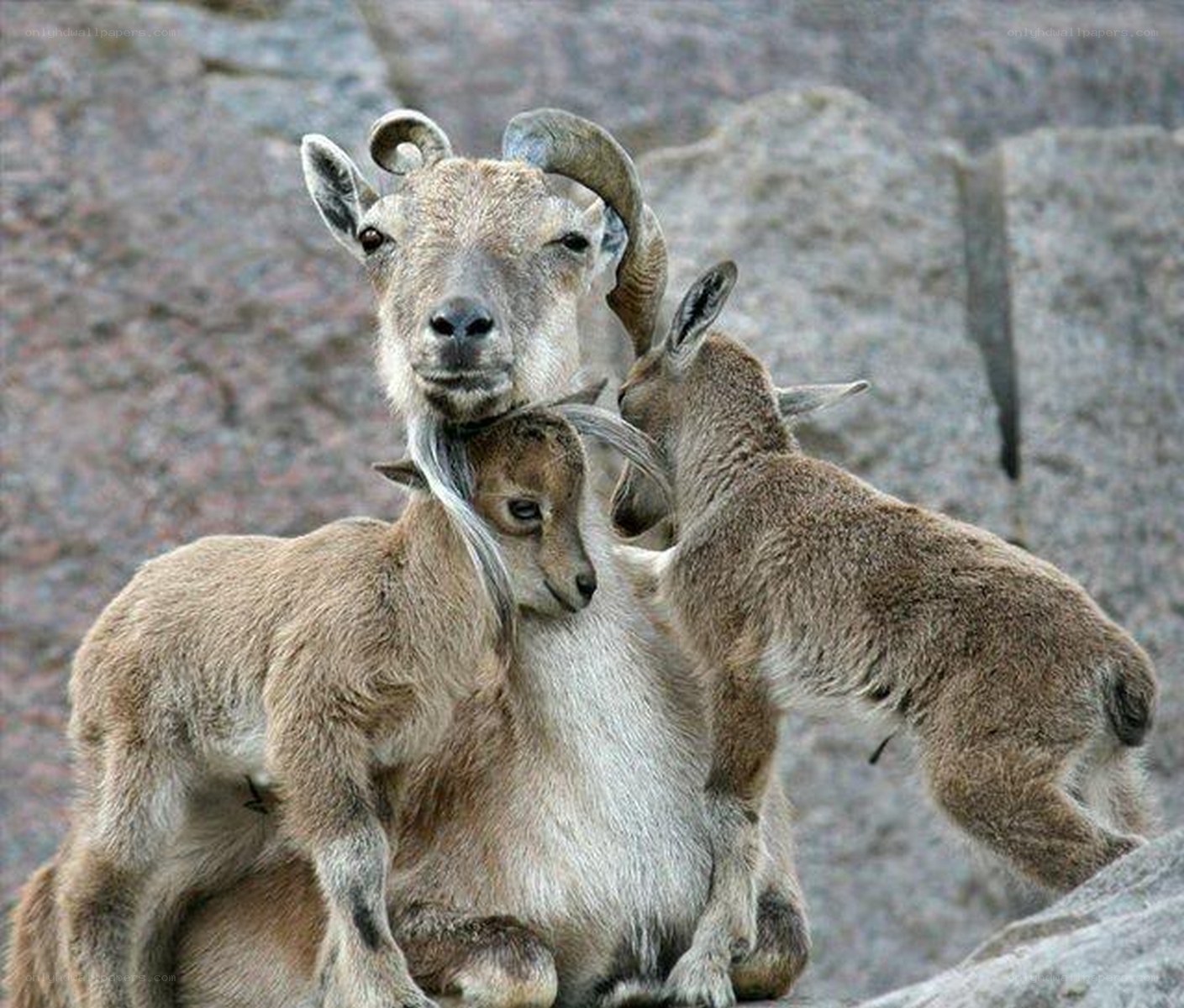Mountain goats with kids