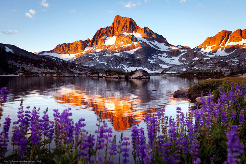Mountain lake at sunrise with purple flowers