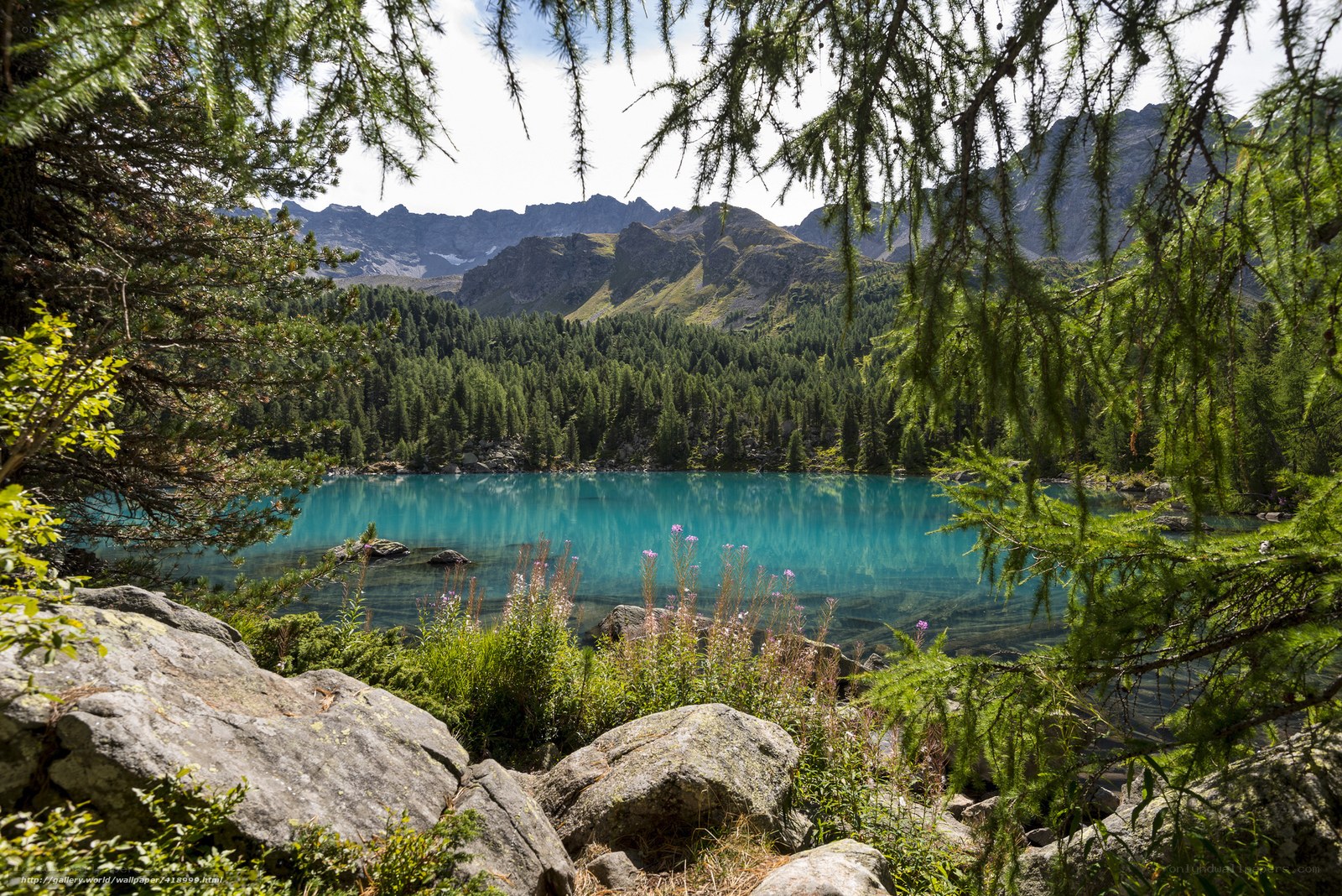 Mountain lake framed by trees