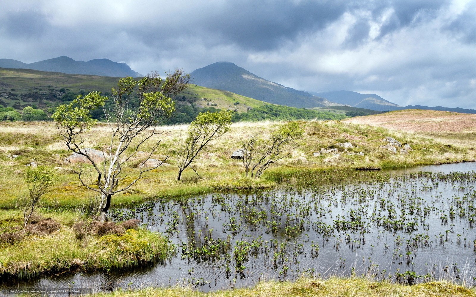 Mountain lake in a wetland