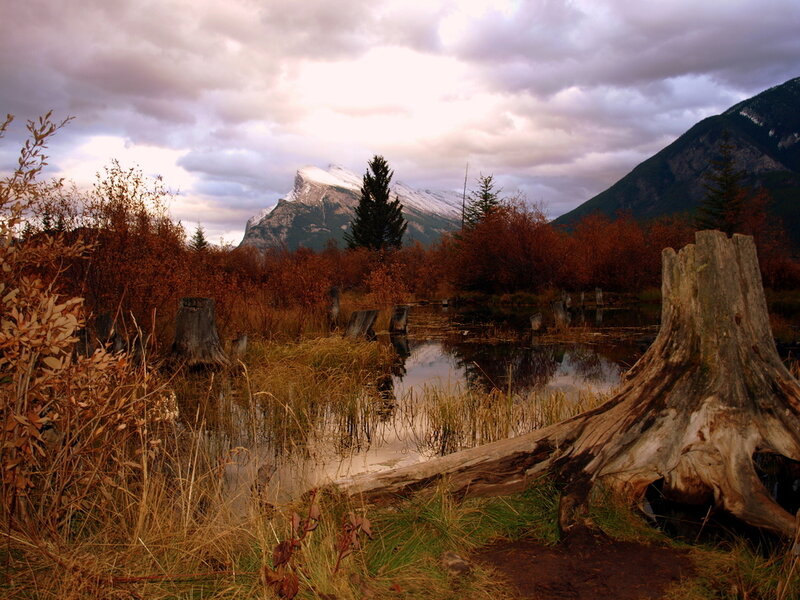 Mountain Lake in Autumn — Brown
