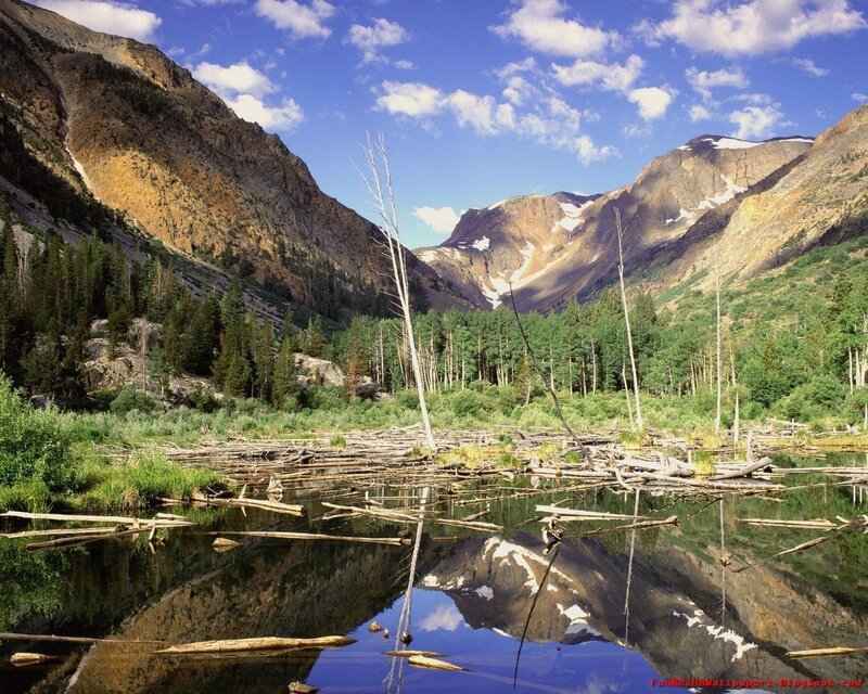Mountain Lake Reflection — Blue, Logs