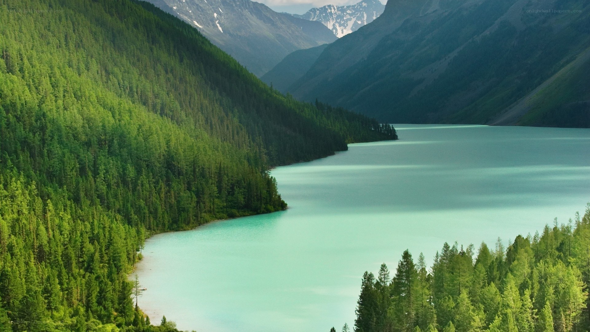 Mountain lake surrounded by forest