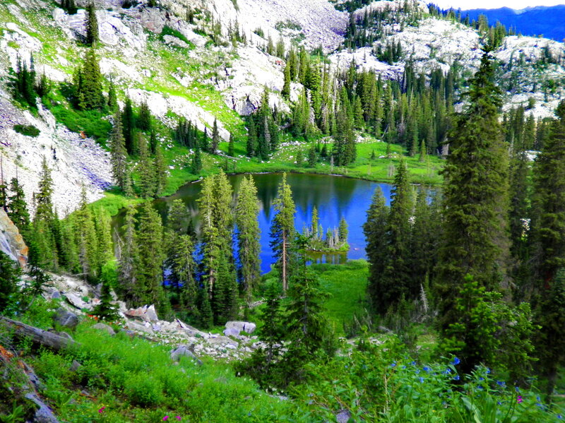 Mountain Lake Surrounded by Trees