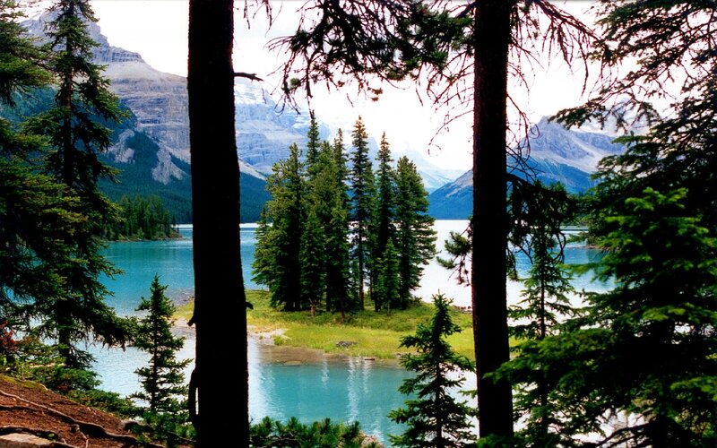 Mountain lake through trees