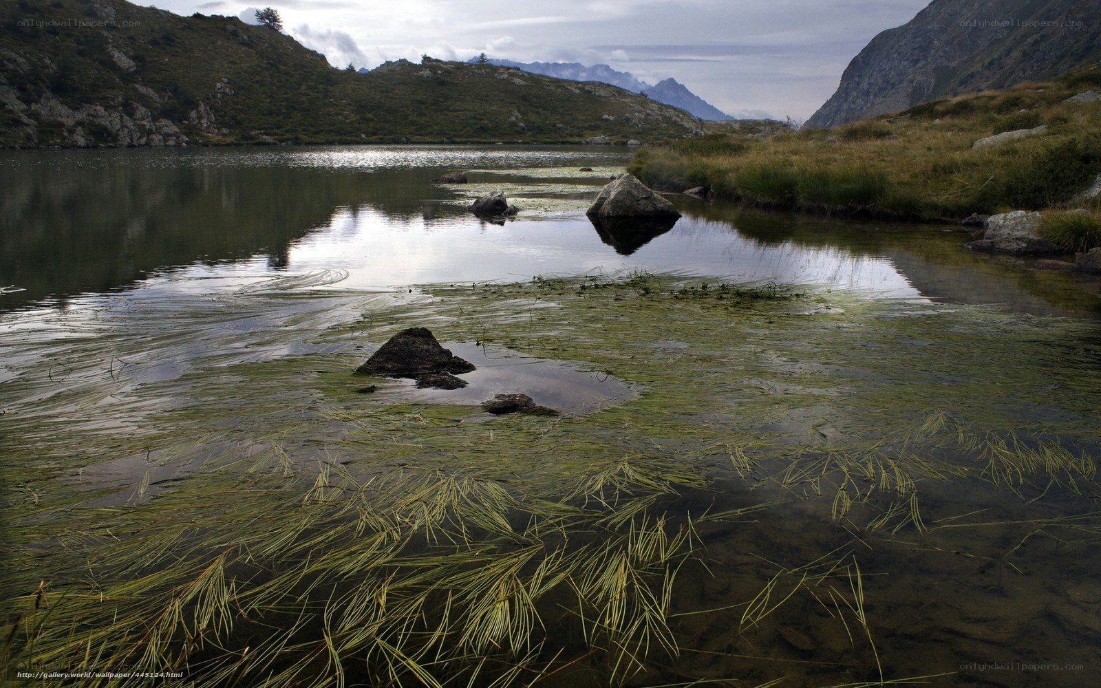 Mountain lake with aquatic plants