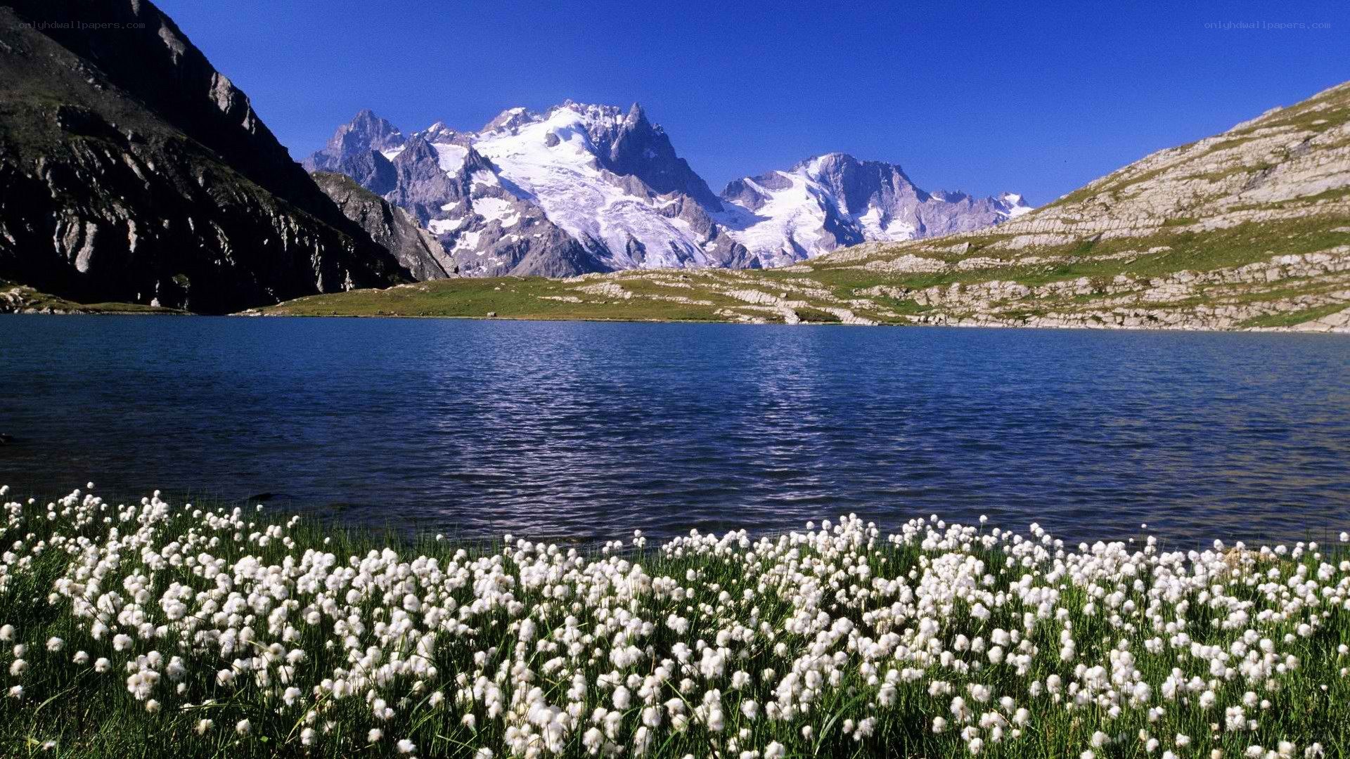 Mountain lake with cotton grass