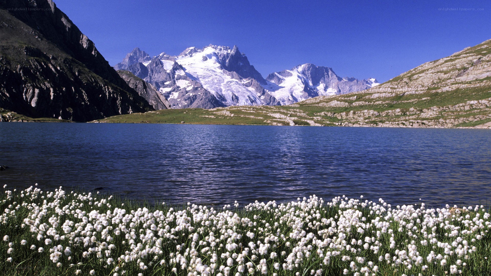 Mountain lake with cotton grass