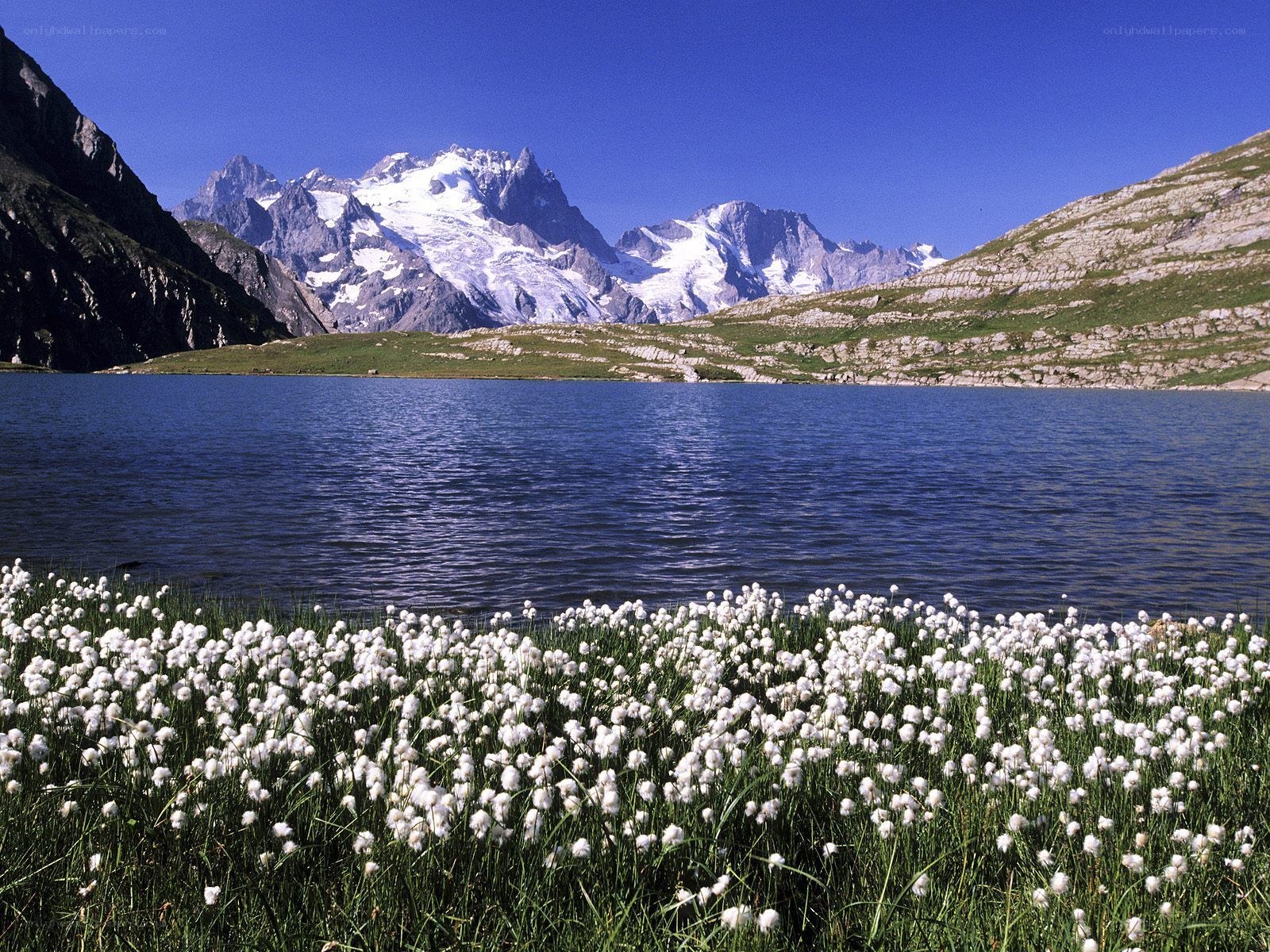 Mountain lake with cotton grass