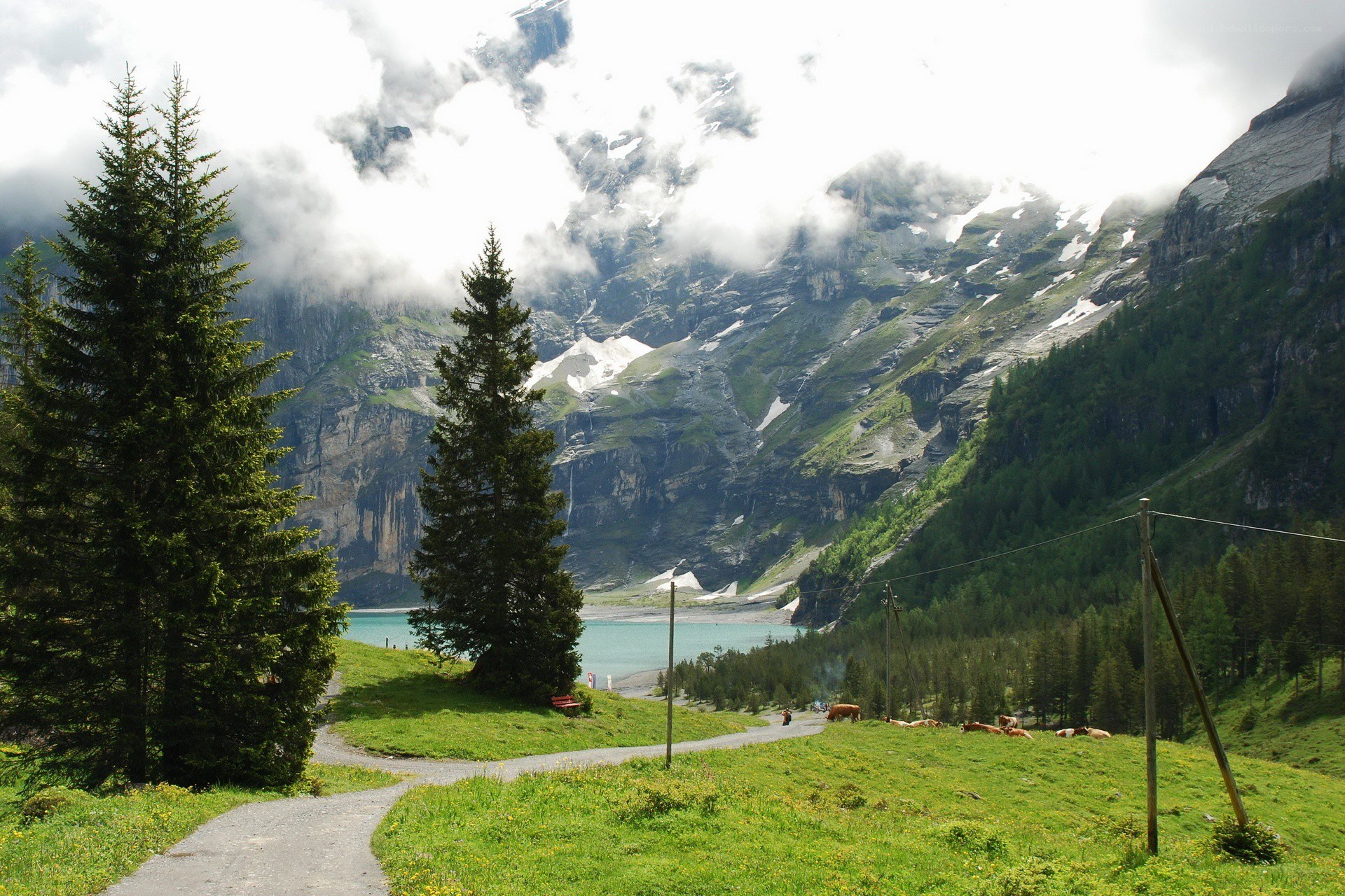 Mountain lake with cows and trees