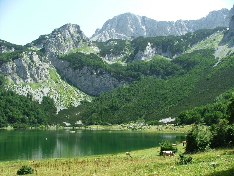 Mountain Lake with Cows
