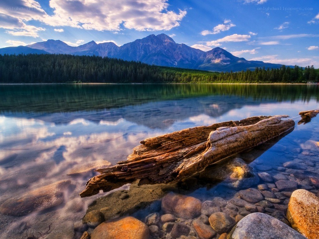 Mountain lake with driftwood