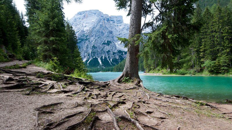 Mountain lake with exposed roots
