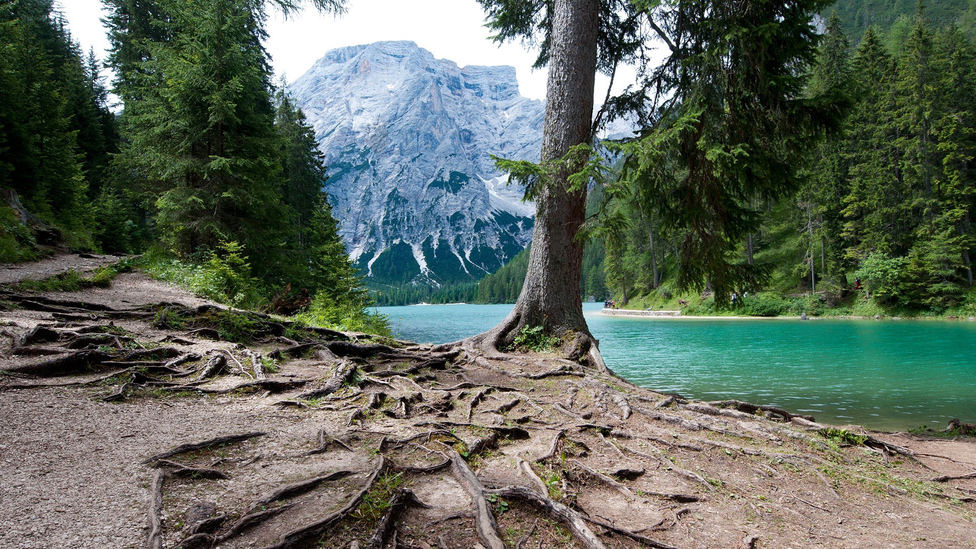 Mountain lake with exposed roots