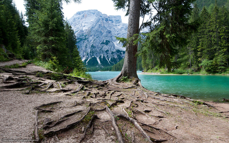 Mountain lake with exposed roots