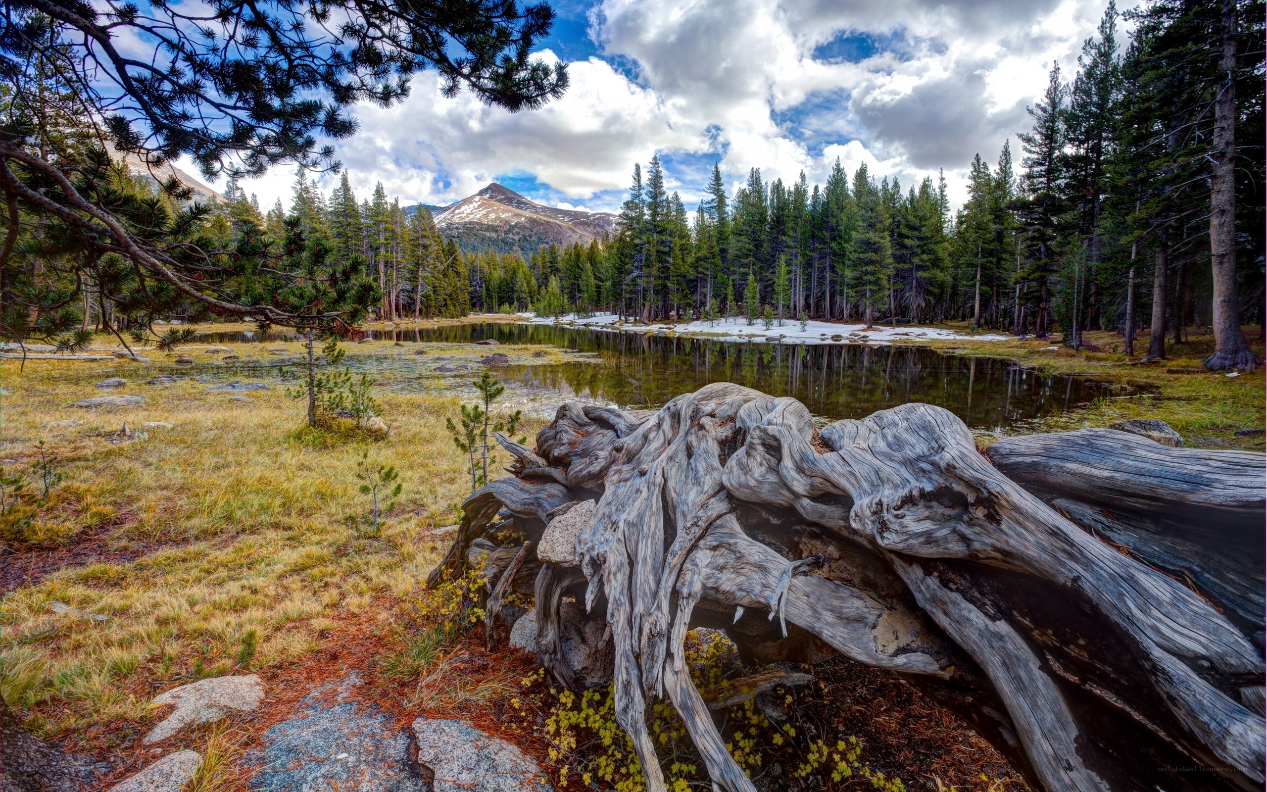 Mountain lake with fallen log