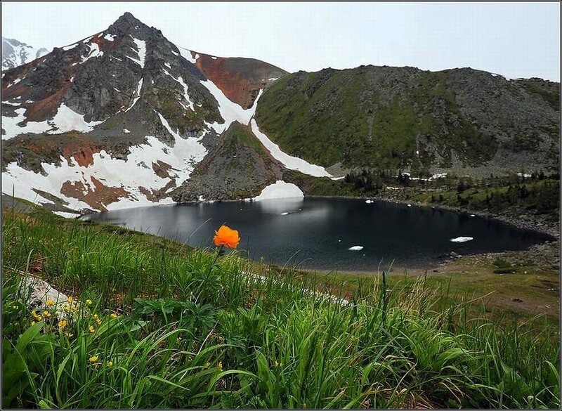 Mountain Lake with Flower