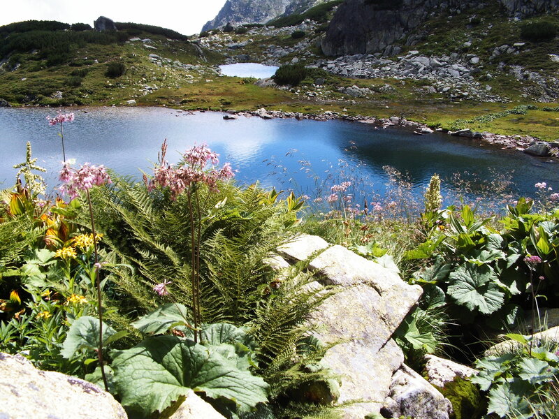 Mountain Lake with Flowers — Blue, Serene, Afternoon, Photograph, Rocks