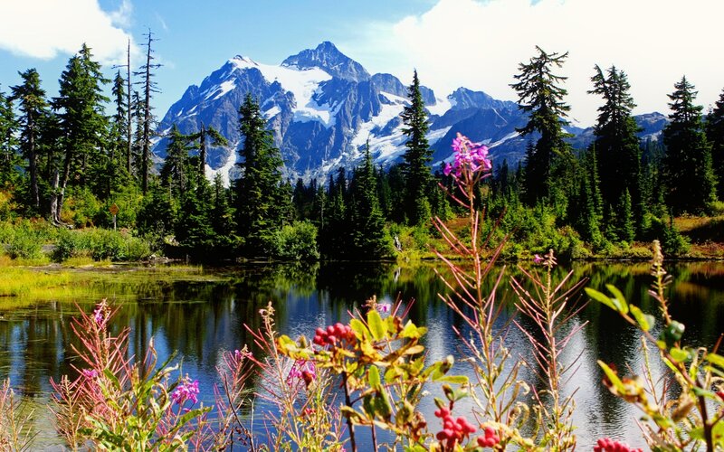 Mountain Lake with Flowers — Green, Serene, Summer, Photograph, Trees, Snow-capped Mountain