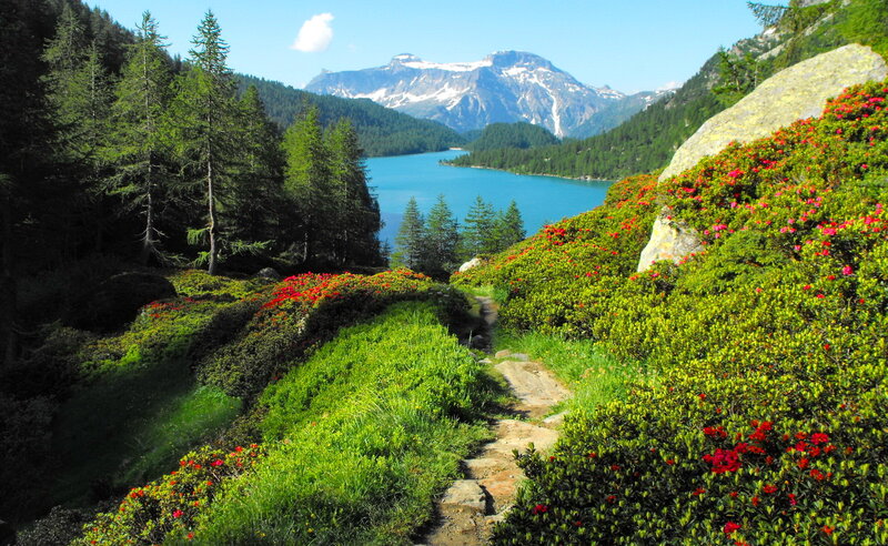Mountain Lake with Flowers — Green, Serene, Summer, Photograph, Trees