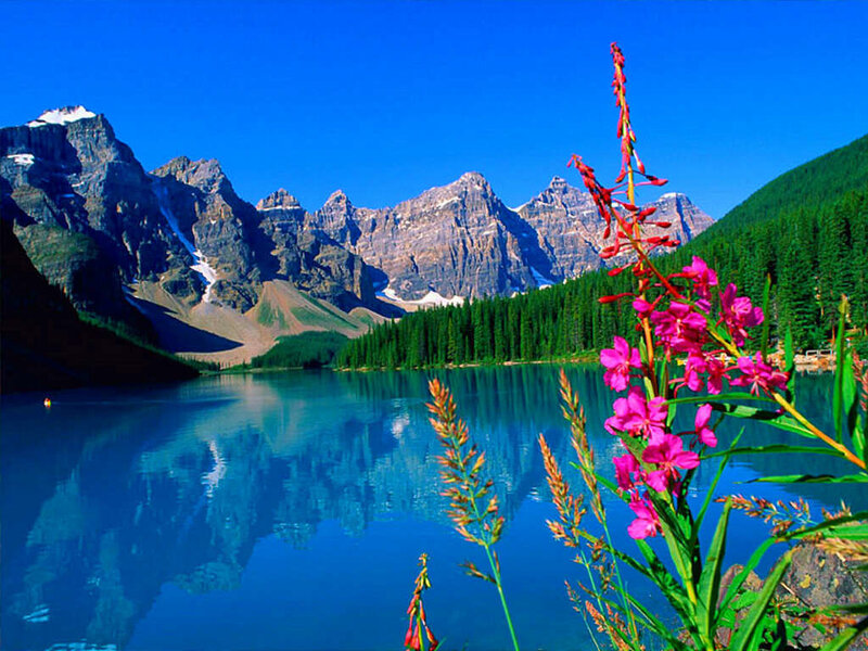 Mountain Lake with Flowers