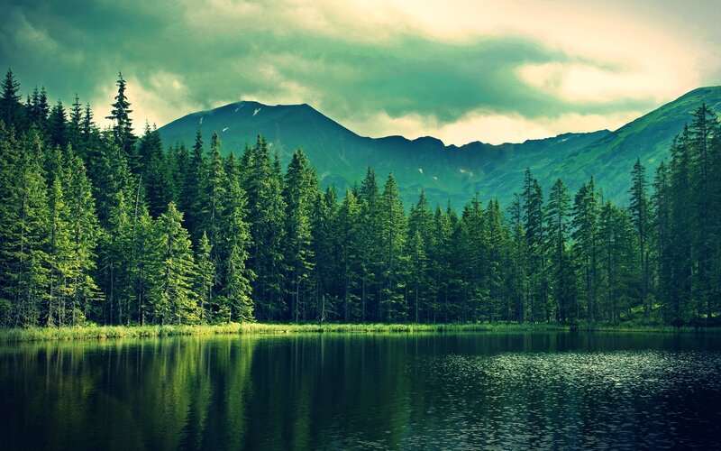 Mountain lake with forest