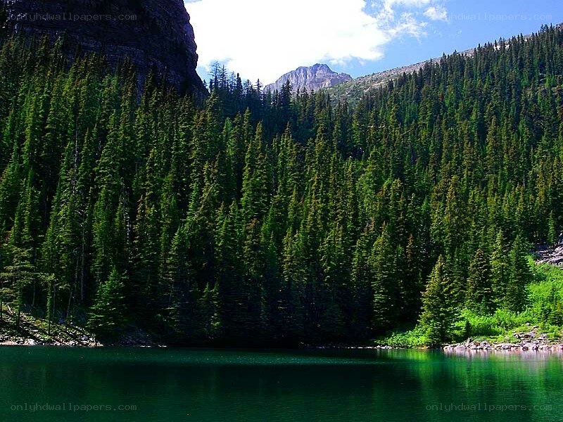Mountain lake with forest