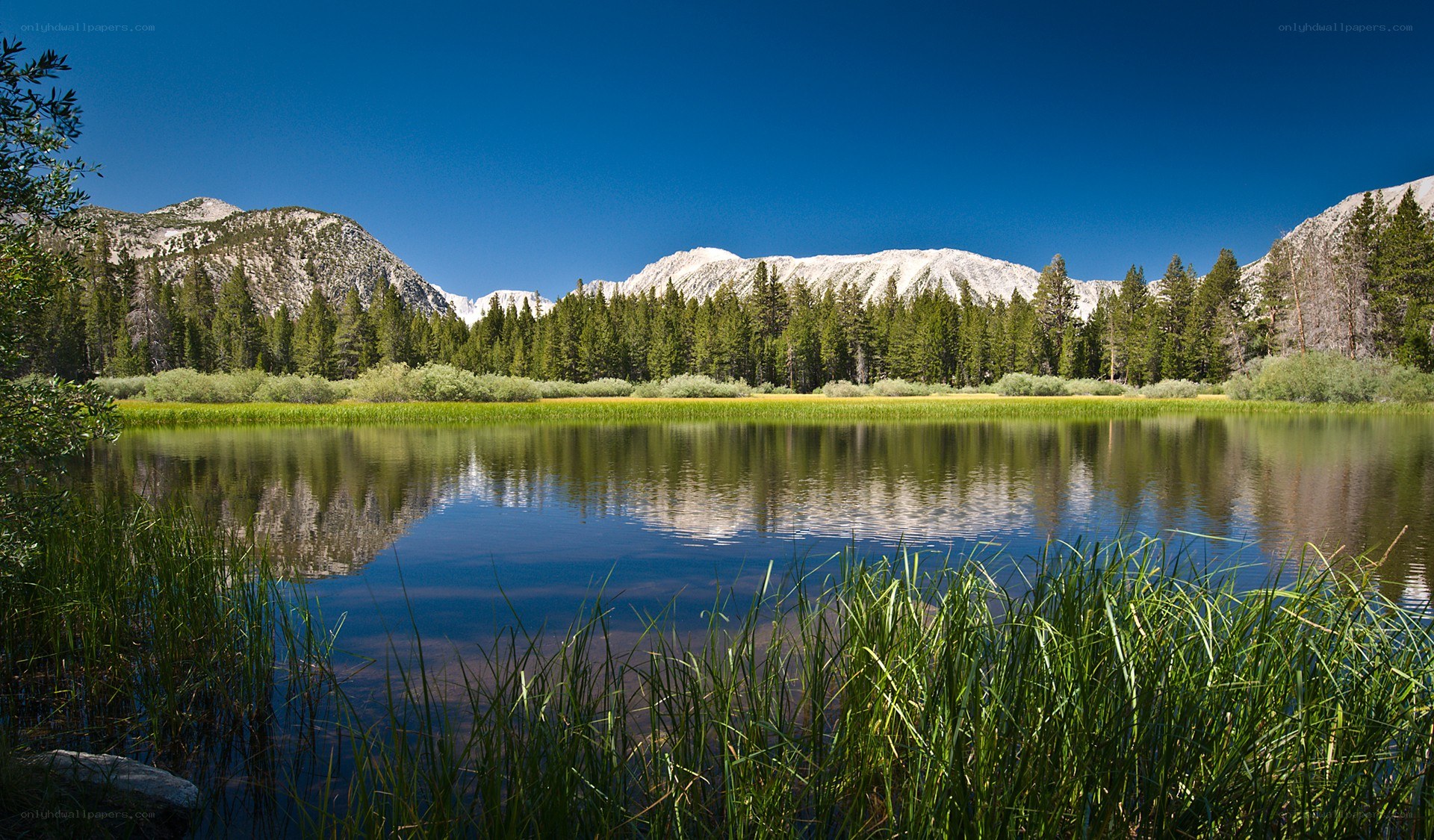 Mountain lake with forest reflection